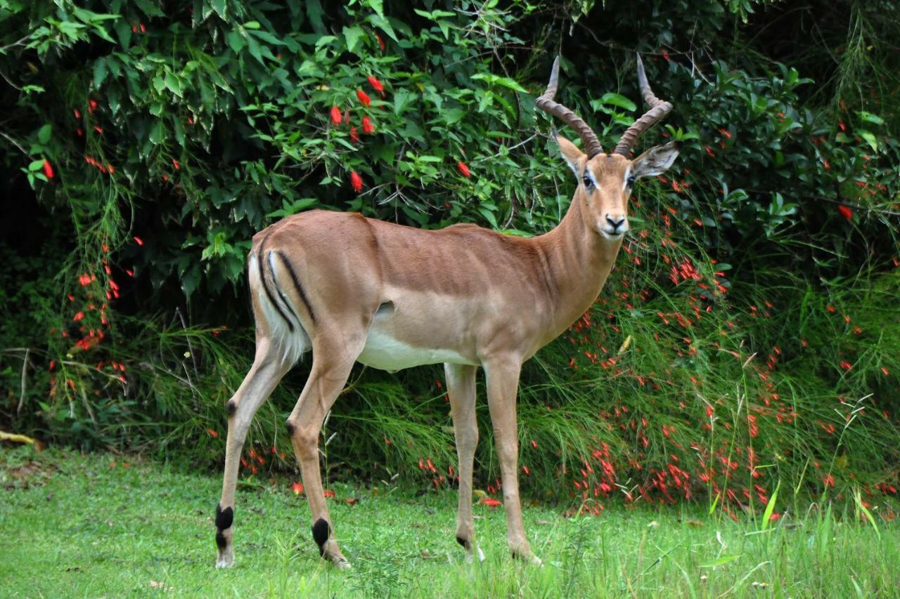 Kruger Park Lodge Unit No. 243 Hazyview Kültér fotó